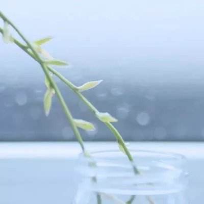 幻想仙境手游下载
